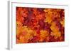 Red and Orange Autumn Leaves Background-Karen Roach-Framed Photographic Print