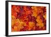 Red and Orange Autumn Leaves Background-Karen Roach-Framed Photographic Print