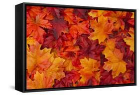 Red and Orange Autumn Leaves Background-Karen Roach-Framed Stretched Canvas