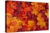 Red and Orange Autumn Leaves Background-Karen Roach-Stretched Canvas