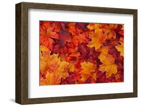 Red and Orange Autumn Leaves Background-Karen Roach-Framed Photographic Print