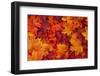 Red and Orange Autumn Leaves Background-Karen Roach-Framed Photographic Print