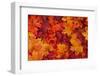Red and Orange Autumn Leaves Background-Karen Roach-Framed Photographic Print
