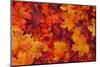 Red and Orange Autumn Leaves Background-Karen Roach-Mounted Photographic Print