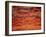 Red and Orange Clouds at Sunset in South Africa, Africa-Dominic Harcourt-webster-Framed Photographic Print