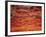 Red and Orange Clouds at Sunset in South Africa, Africa-Dominic Harcourt-webster-Framed Photographic Print