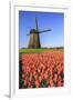 Red and orange tulip fields and the blue sky frame the windmill in spring Berkmeer Koggenland North-ClickAlps-Framed Photographic Print