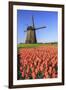 Red and orange tulip fields and the blue sky frame the windmill in spring Berkmeer Koggenland North-ClickAlps-Framed Photographic Print