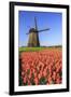 Red and orange tulip fields and the blue sky frame the windmill in spring Berkmeer Koggenland North-ClickAlps-Framed Photographic Print