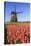 Red and orange tulip fields and the blue sky frame the windmill in spring Berkmeer Koggenland North-ClickAlps-Stretched Canvas