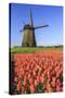 Red and orange tulip fields and the blue sky frame the windmill in spring Berkmeer Koggenland North-ClickAlps-Stretched Canvas