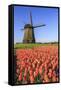 Red and orange tulip fields and the blue sky frame the windmill in spring Berkmeer Koggenland North-ClickAlps-Framed Stretched Canvas