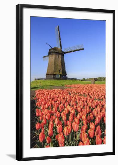 Red and orange tulip fields and the blue sky frame the windmill in spring Berkmeer Koggenland North-ClickAlps-Framed Photographic Print