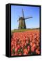 Red and Orange Tulip Fields and the Blue Sky Frame the Windmill in Spring, Netherlands-Roberto Moiola-Framed Stretched Canvas