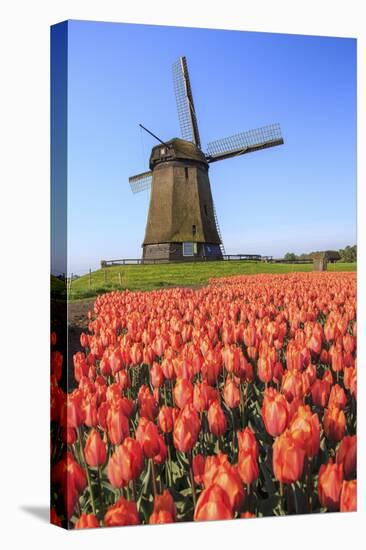 Red and Orange Tulip Fields and the Blue Sky Frame the Windmill in Spring, Netherlands-Roberto Moiola-Stretched Canvas