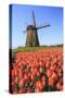 Red and Orange Tulip Fields and the Blue Sky Frame the Windmill in Spring, Netherlands-Roberto Moiola-Stretched Canvas