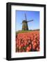 Red and Orange Tulip Fields and the Blue Sky Frame the Windmill in Spring, Netherlands-Roberto Moiola-Framed Photographic Print