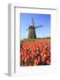 Red and Orange Tulip Fields and the Blue Sky Frame the Windmill in Spring, Netherlands-Roberto Moiola-Framed Photographic Print