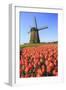 Red and Orange Tulip Fields and the Blue Sky Frame the Windmill in Spring, Netherlands-Roberto Moiola-Framed Photographic Print