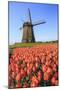 Red and Orange Tulip Fields and the Blue Sky Frame the Windmill in Spring, Netherlands-Roberto Moiola-Mounted Photographic Print