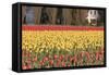 Red and Orange Tulips-Dana Styber-Framed Stretched Canvas