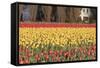 Red and Orange Tulips-Dana Styber-Framed Stretched Canvas