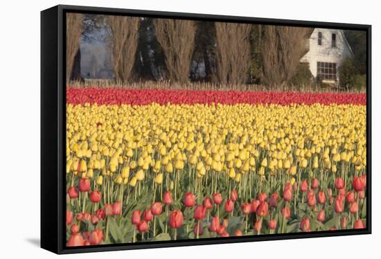 Red and Orange Tulips-Dana Styber-Framed Stretched Canvas