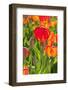 Red and Orange Tulips-izuriphoto-Framed Photographic Print