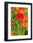 Red and Orange Tulips-izuriphoto-Framed Photographic Print