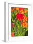 Red and Orange Tulips-izuriphoto-Framed Photographic Print