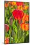 Red and Orange Tulips-izuriphoto-Mounted Photographic Print