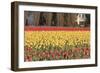 Red and Orange Tulips-Dana Styber-Framed Photographic Print