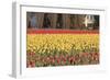 Red and Orange Tulips-Dana Styber-Framed Photographic Print