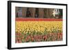 Red and Orange Tulips-Dana Styber-Framed Photographic Print