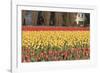 Red and Orange Tulips-Dana Styber-Framed Photographic Print