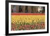 Red and Orange Tulips-Dana Styber-Framed Photographic Print