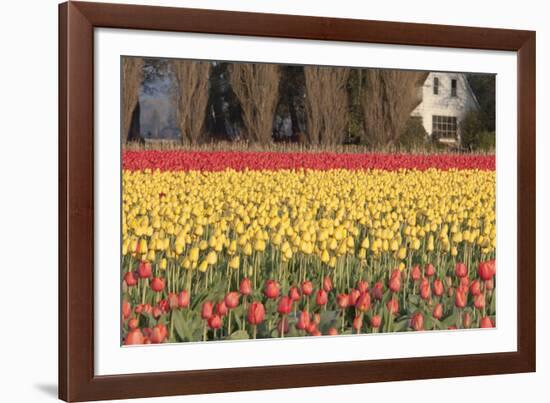 Red and Orange Tulips-Dana Styber-Framed Photographic Print