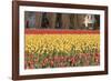 Red and Orange Tulips-Dana Styber-Framed Photographic Print