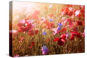 Red and Pink Poppies with Wildflowers in Sunny Summer Meadow-elenathewise-Stretched Canvas