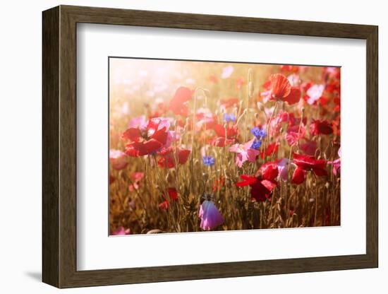 Red and Pink Poppies with Wildflowers in Sunny Summer Meadow-elenathewise-Framed Photographic Print