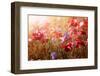 Red and Pink Poppies with Wildflowers in Sunny Summer Meadow-elenathewise-Framed Photographic Print