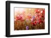 Red and Pink Poppies with Wildflowers in Sunny Summer Meadow-elenathewise-Framed Photographic Print