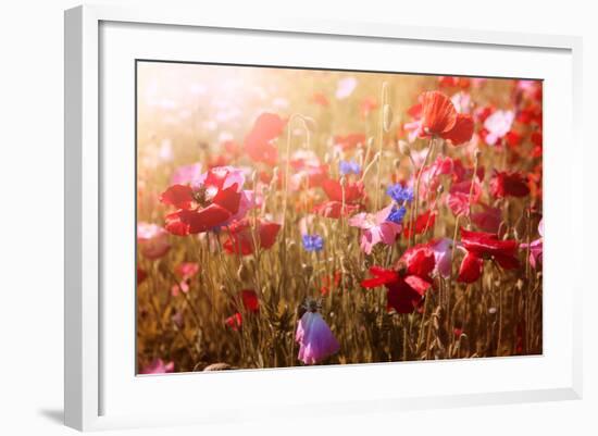 Red and Pink Poppies with Wildflowers in Sunny Summer Meadow-elenathewise-Framed Photographic Print