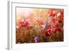 Red and Pink Poppies with Wildflowers in Sunny Summer Meadow-elenathewise-Framed Photographic Print