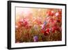 Red and Pink Poppies with Wildflowers in Sunny Summer Meadow-elenathewise-Framed Photographic Print