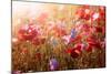 Red and Pink Poppies with Wildflowers in Sunny Summer Meadow-elenathewise-Mounted Photographic Print