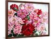 Red and Pink Roses, 2008-Christopher Ryland-Framed Giclee Print