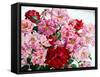 Red and Pink Roses, 2008-Christopher Ryland-Framed Stretched Canvas