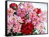 Red and Pink Roses, 2008-Christopher Ryland-Framed Stretched Canvas