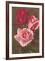 Red and Pink Roses-null-Framed Art Print